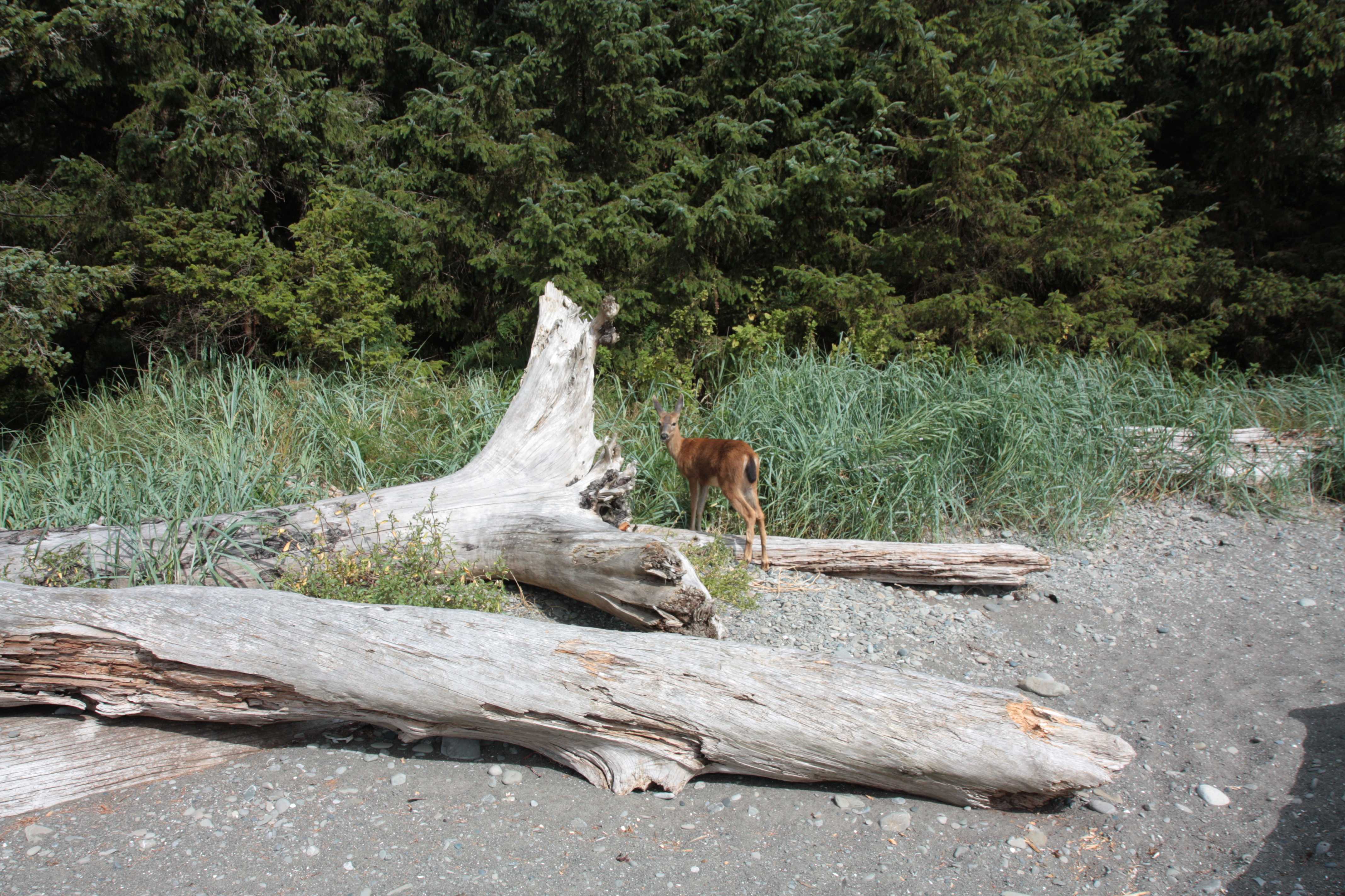 Olympic NP